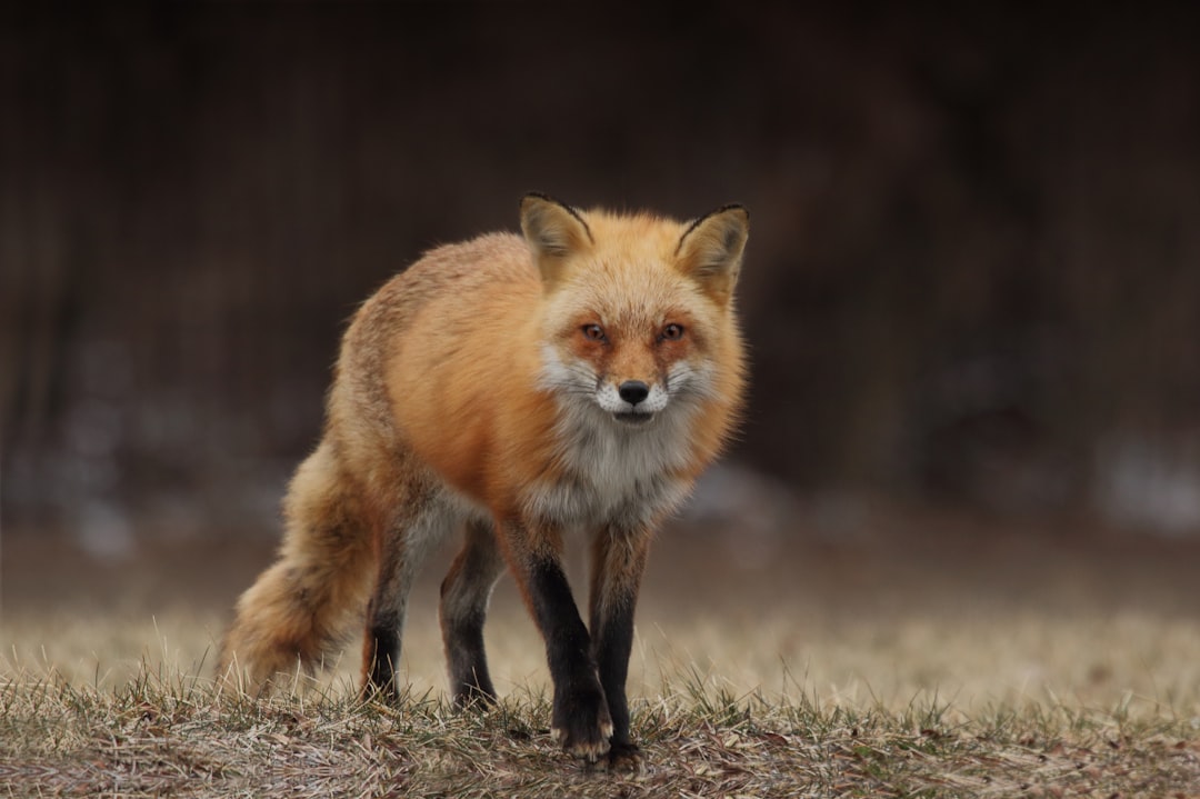 Photo Mystical fox